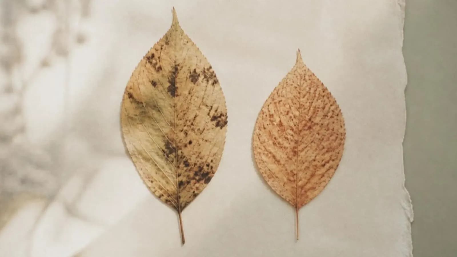 シミの種類と肝斑の特徴